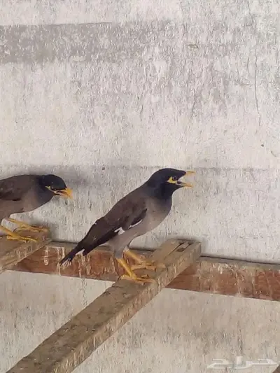 مينا هندي index