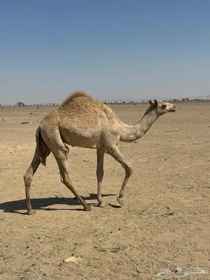 بكره جهل الاب مختار ابناء عميره والام بنت الطايف 0