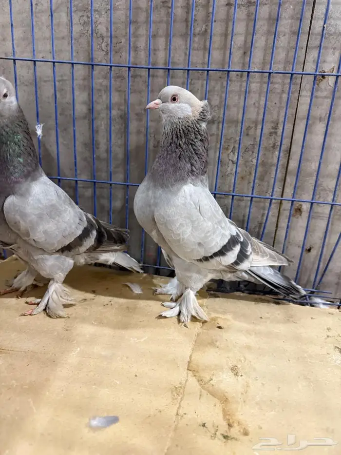 فرايد تركي 2