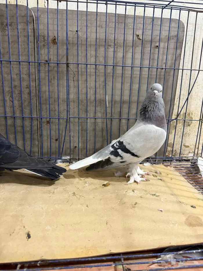 فرايد تركي 3