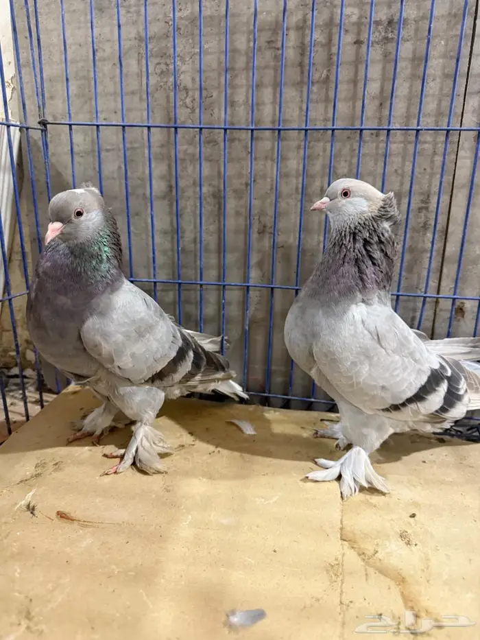 فرايد تركي 1