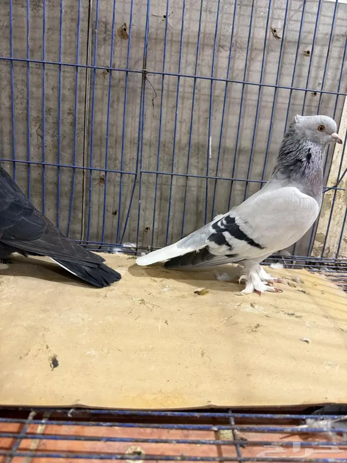 فرايد تركي 4