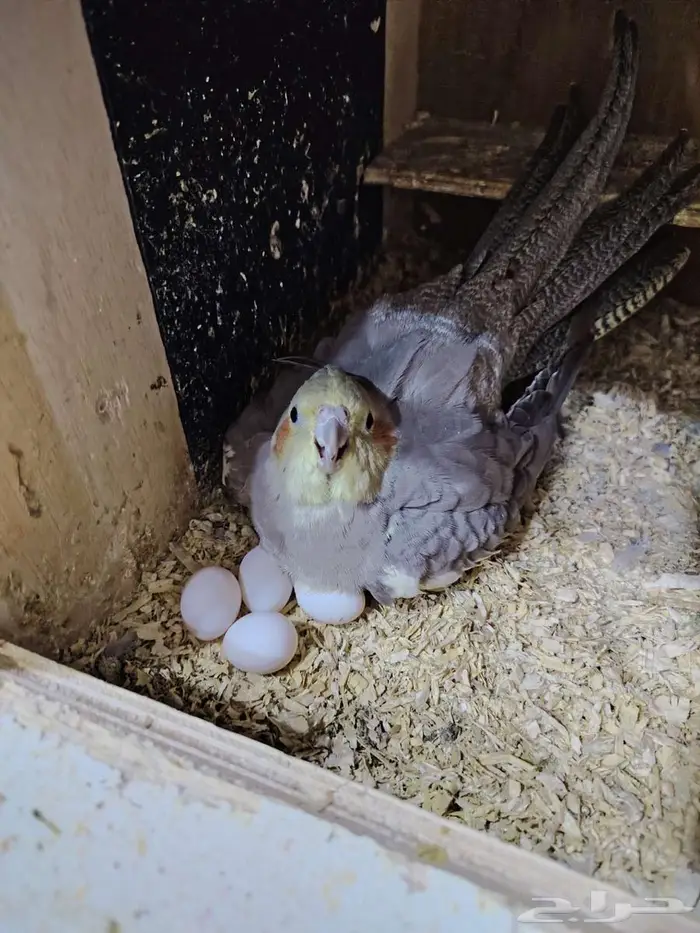 جوز كروان منتج 2