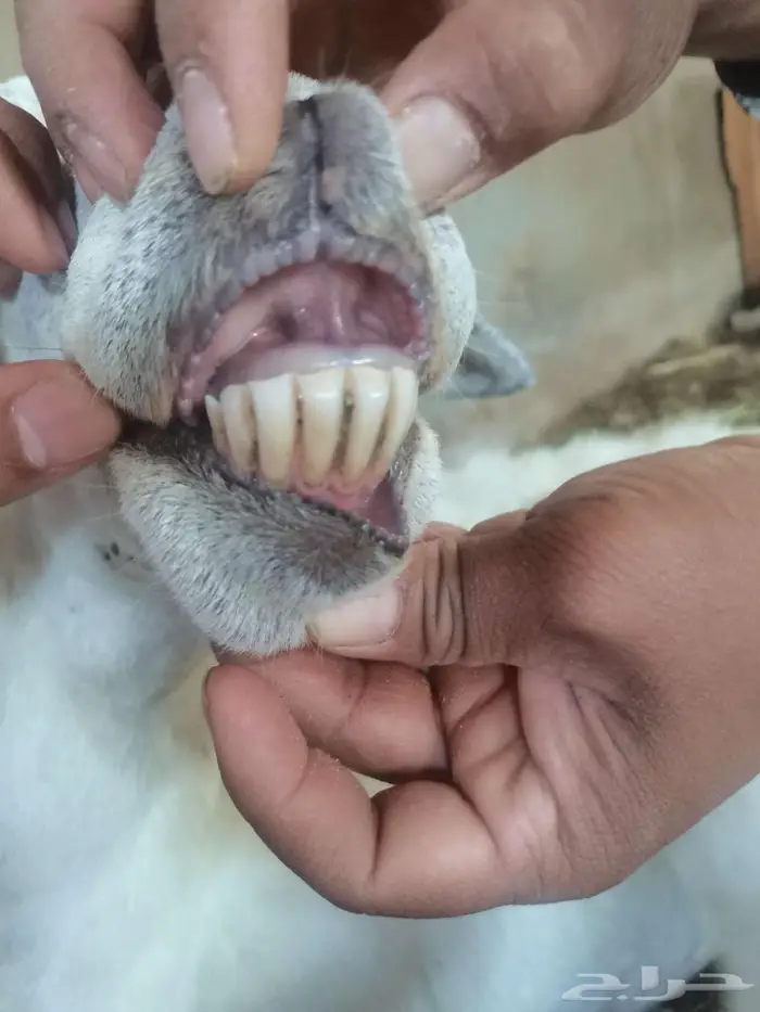 حرية تحتها رخل 1