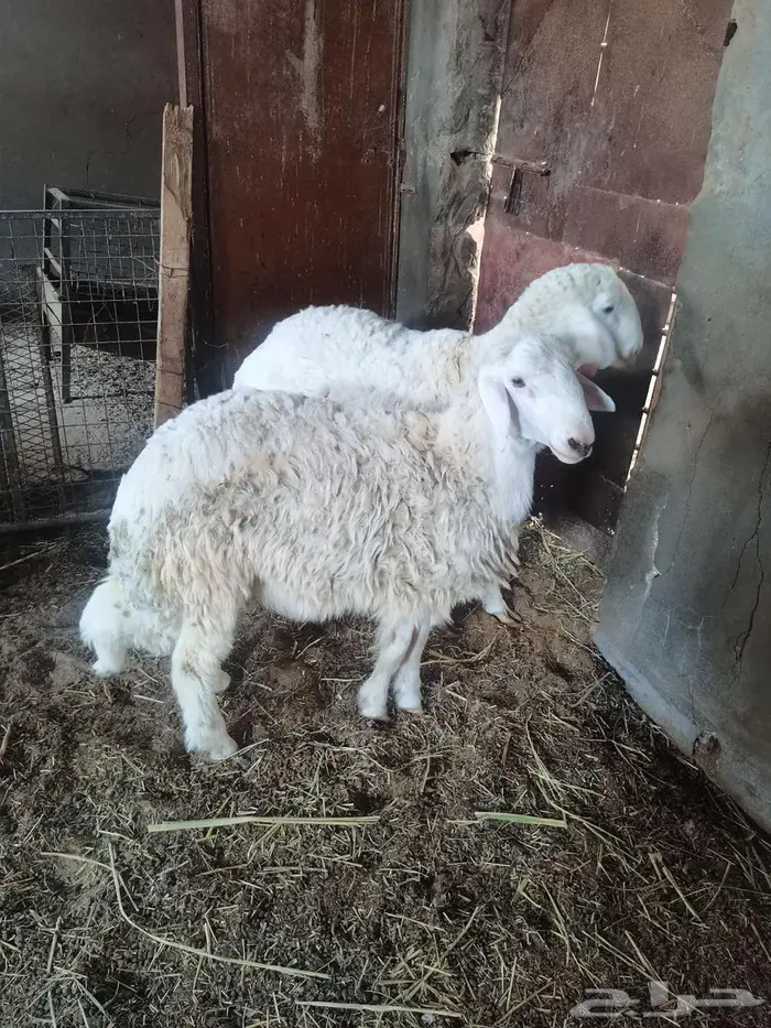 خرفان حري جذع 1