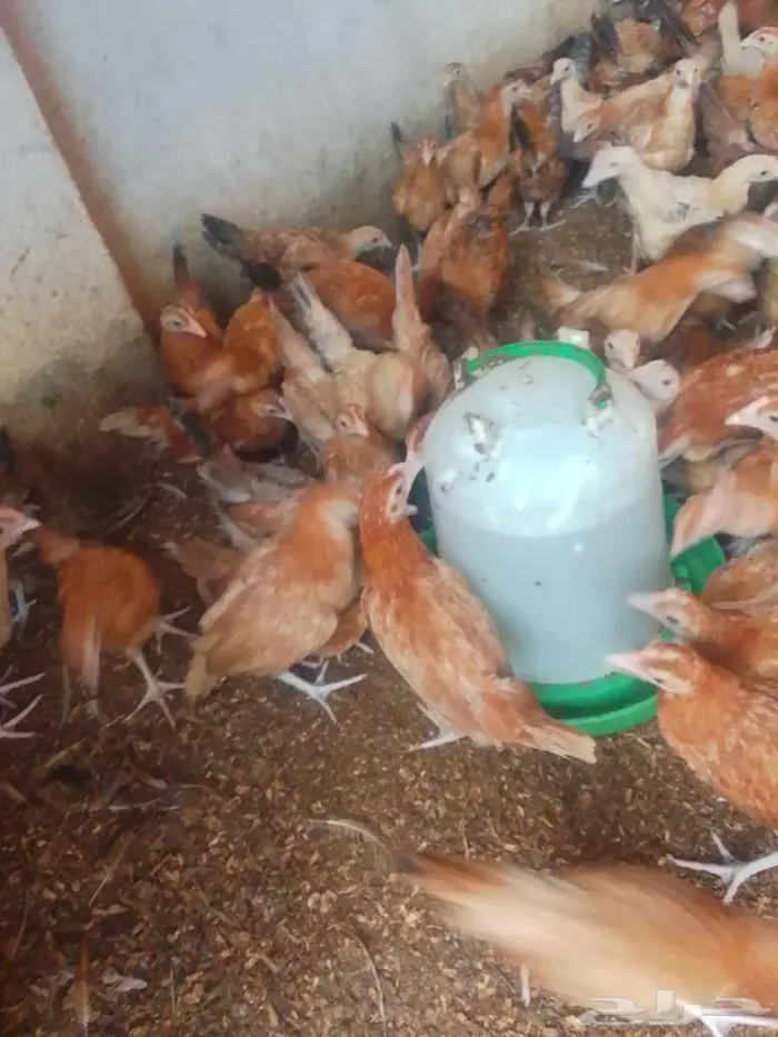 دجاج بلدي عمر شهرين و10ايام 0