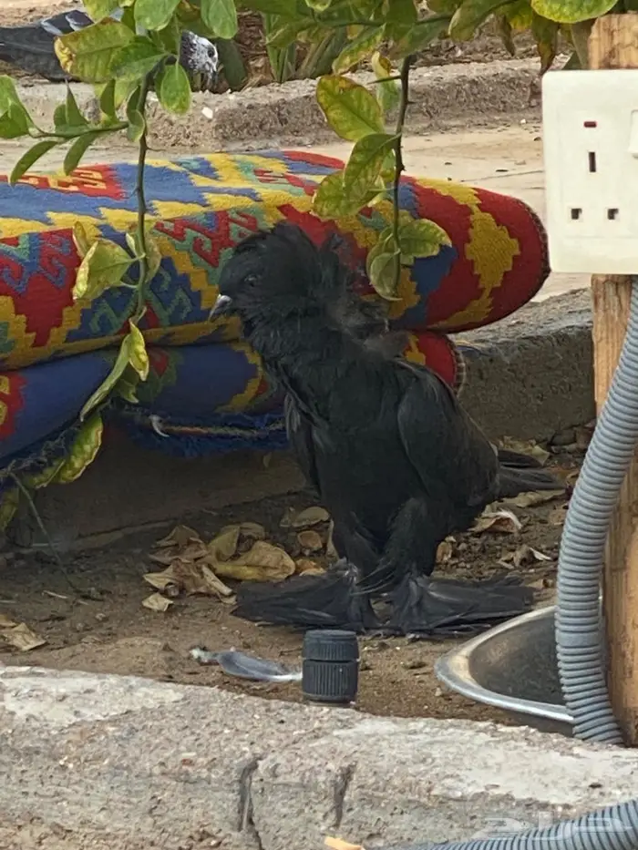 ( تم البيع ) حمام بالجيكي 0