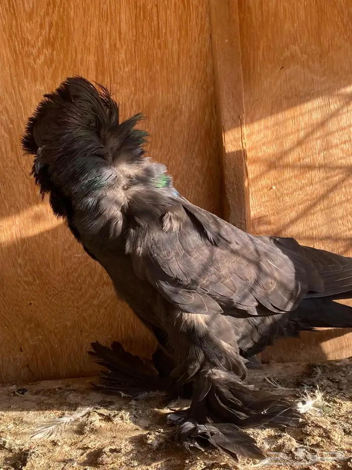 ( تم البيع ) حمام بالجيكي 3