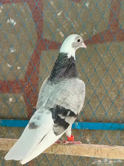 جوز قطيفي للبيع index