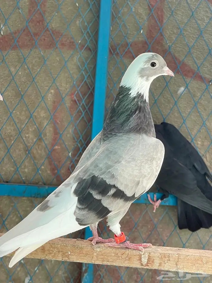 جوز قطيفي للبيع 0