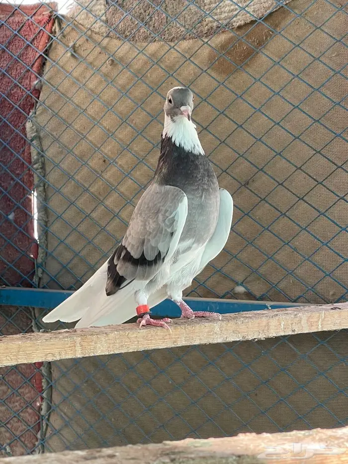 جوز قطيفي للبيع 1