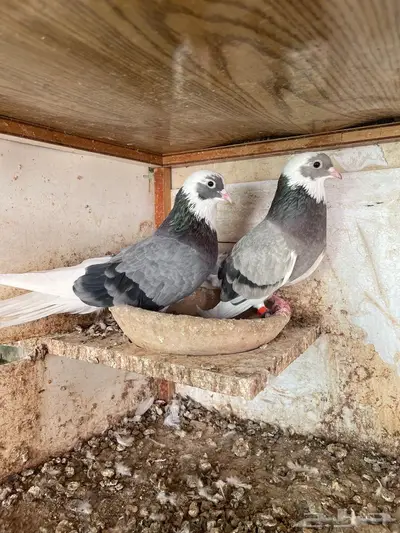 جوز قطيفي للبيع index