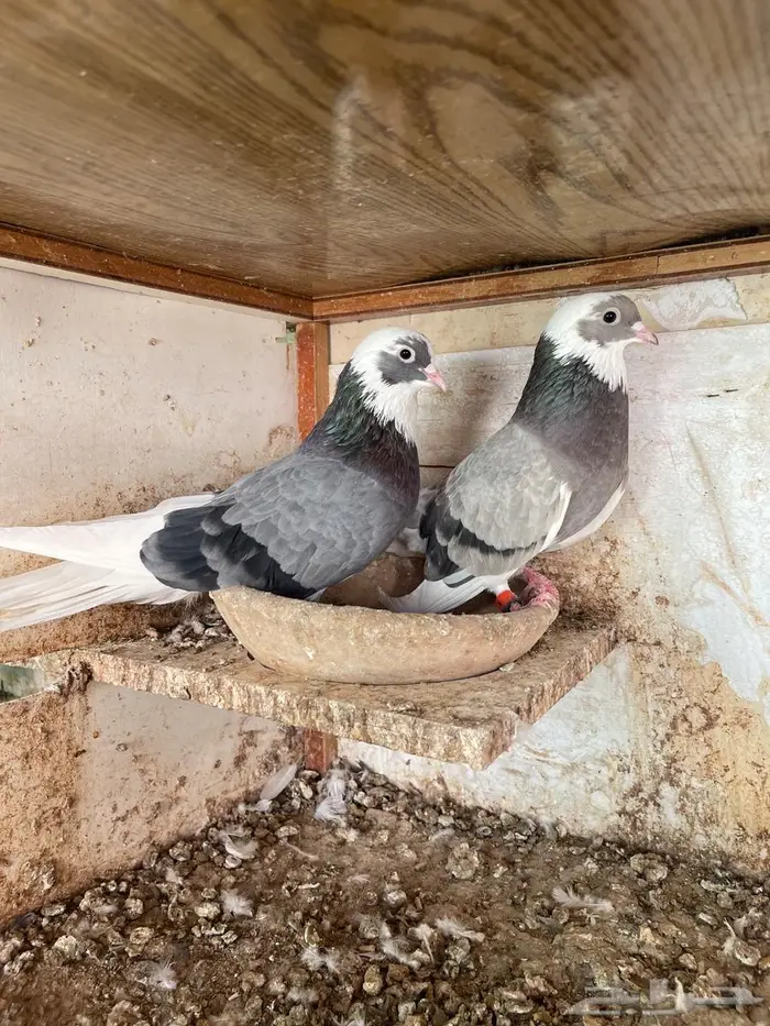 جوز قطيفي للبيع 3