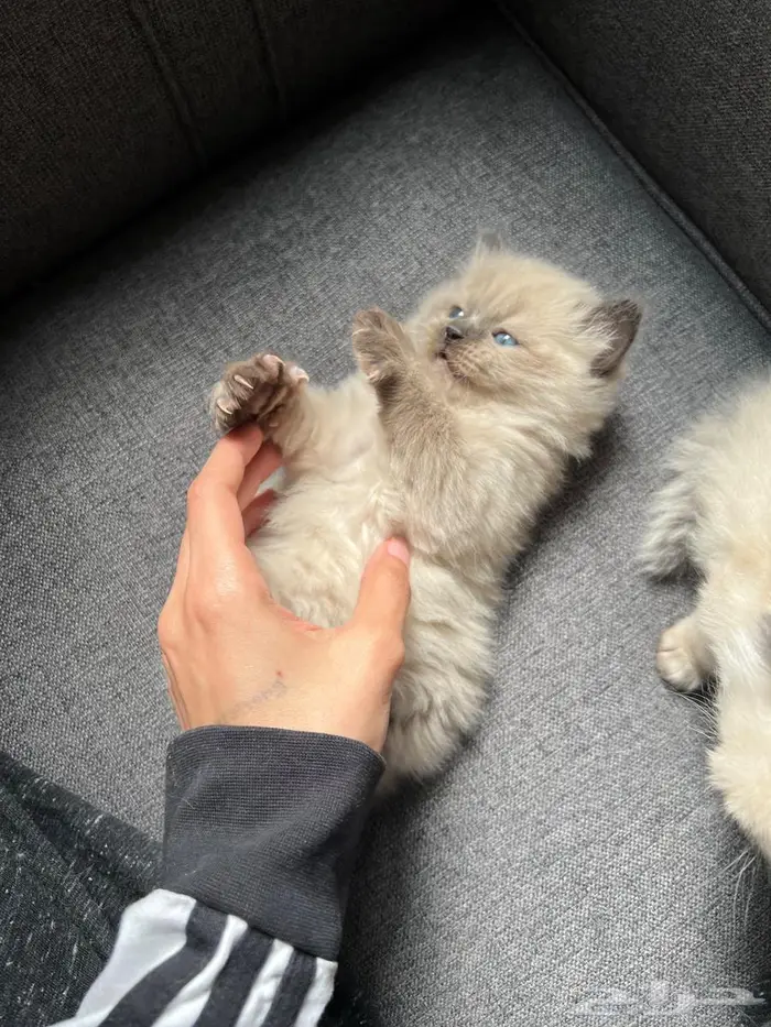 كيتن بعمر3 اسابيع للبيع 2