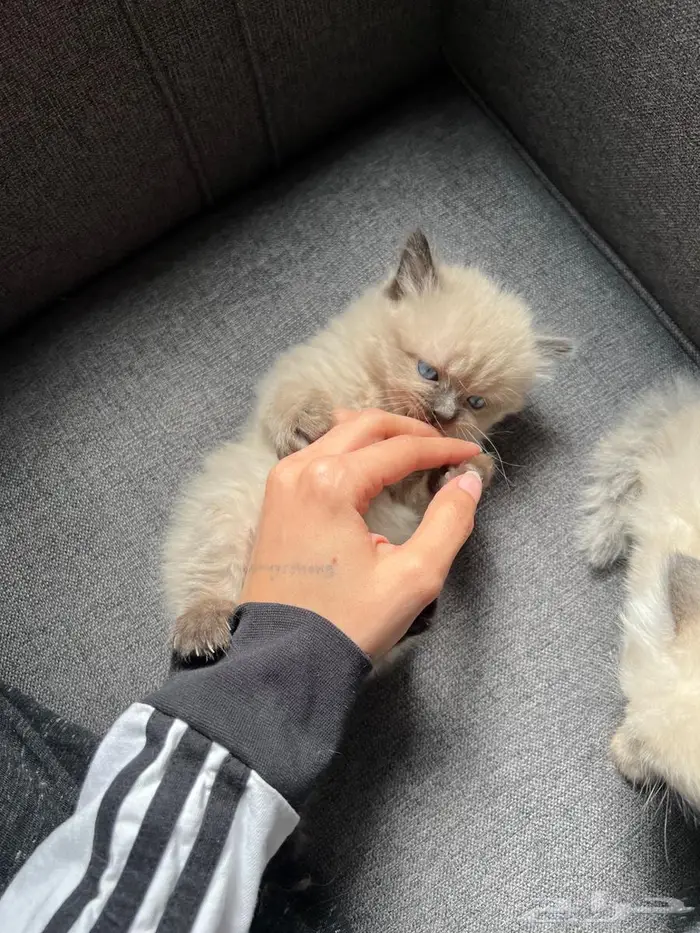 كيتن بعمر3 اسابيع للبيع 3