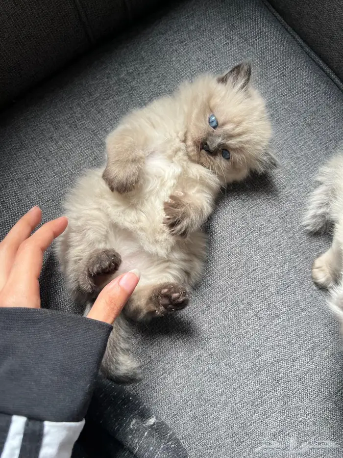 كيتن بعمر3 اسابيع للبيع 1