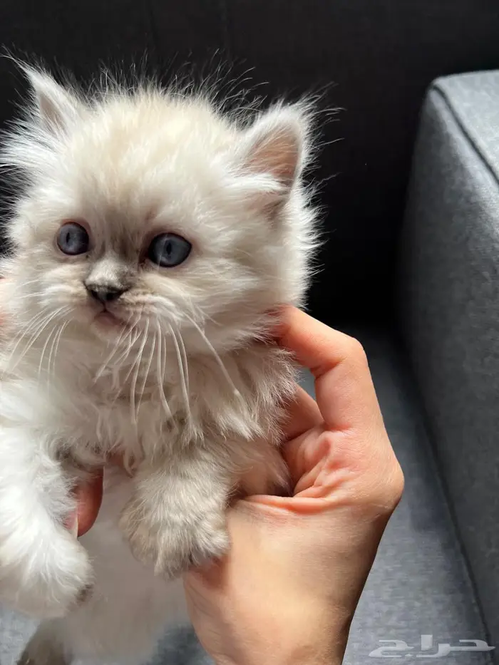 كيتن بعمر3 اسابيع للبيع 5