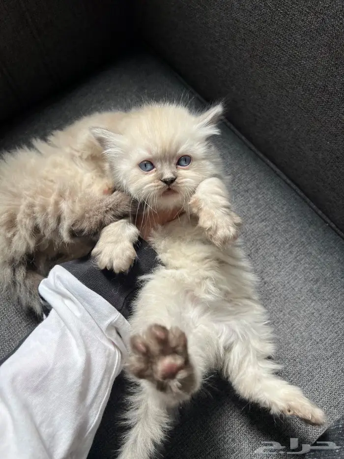 كيتن بعمر3 اسابيع للبيع 4