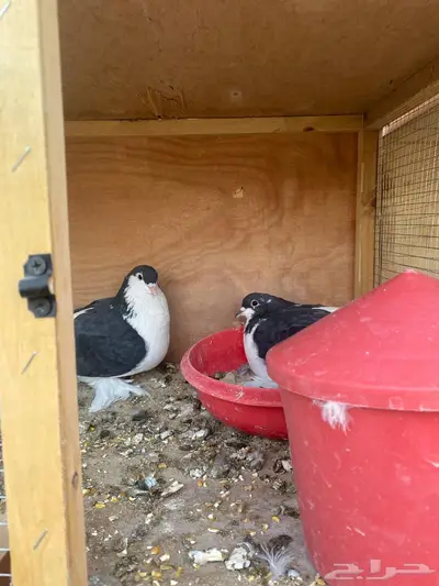 حمام شيرازي للبيع 0