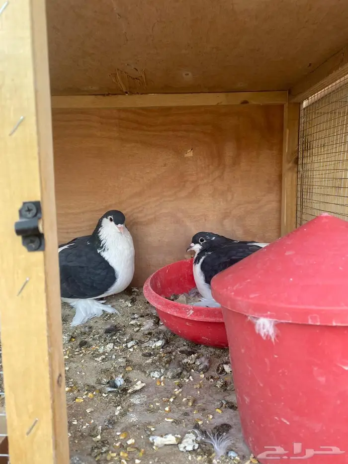 حمام شيرازي للبيع 0