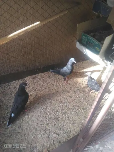 حمام قطيفي للبيع 0