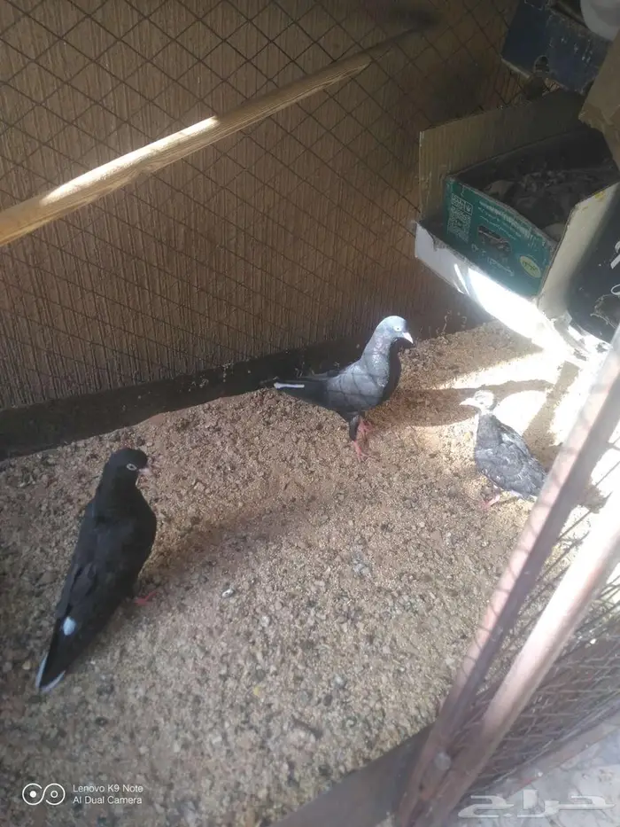 حمام قطيفي للبيع 0