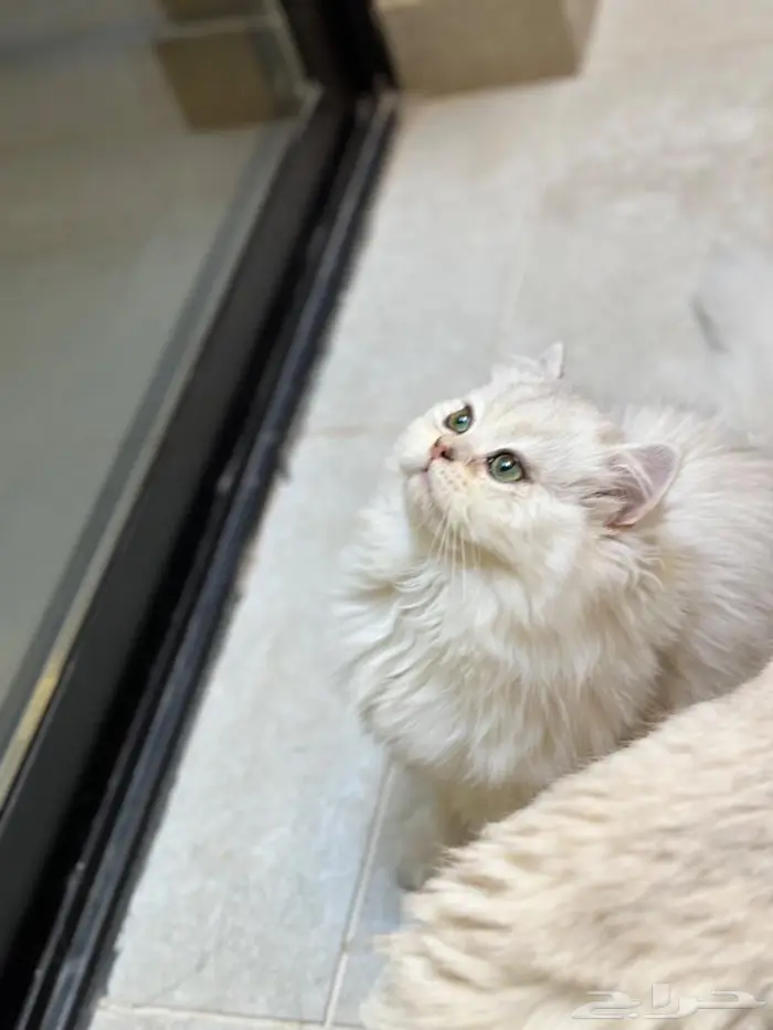 ذكور عمر سنه للبيع بأسعار ممتازه (آباء مستوردين ومسجلين) 4