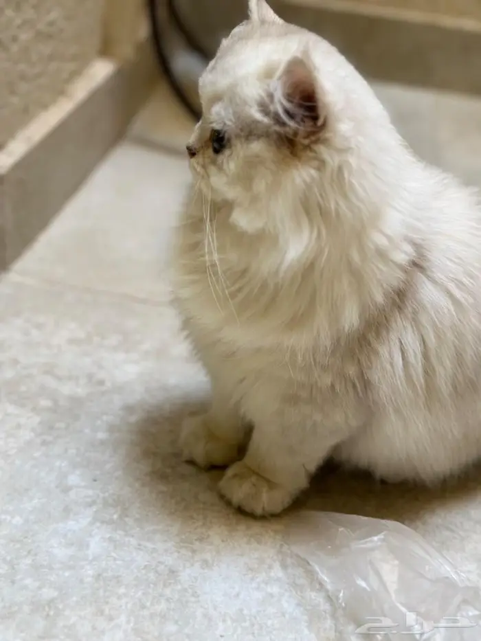 ذكور عمر سنه للبيع بأسعار ممتازه (آباء مستوردين ومسجلين) 0