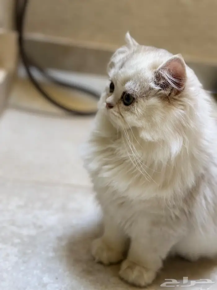 ذكور عمر سنه للبيع بأسعار ممتازه (آباء مستوردين ومسجلين) 1