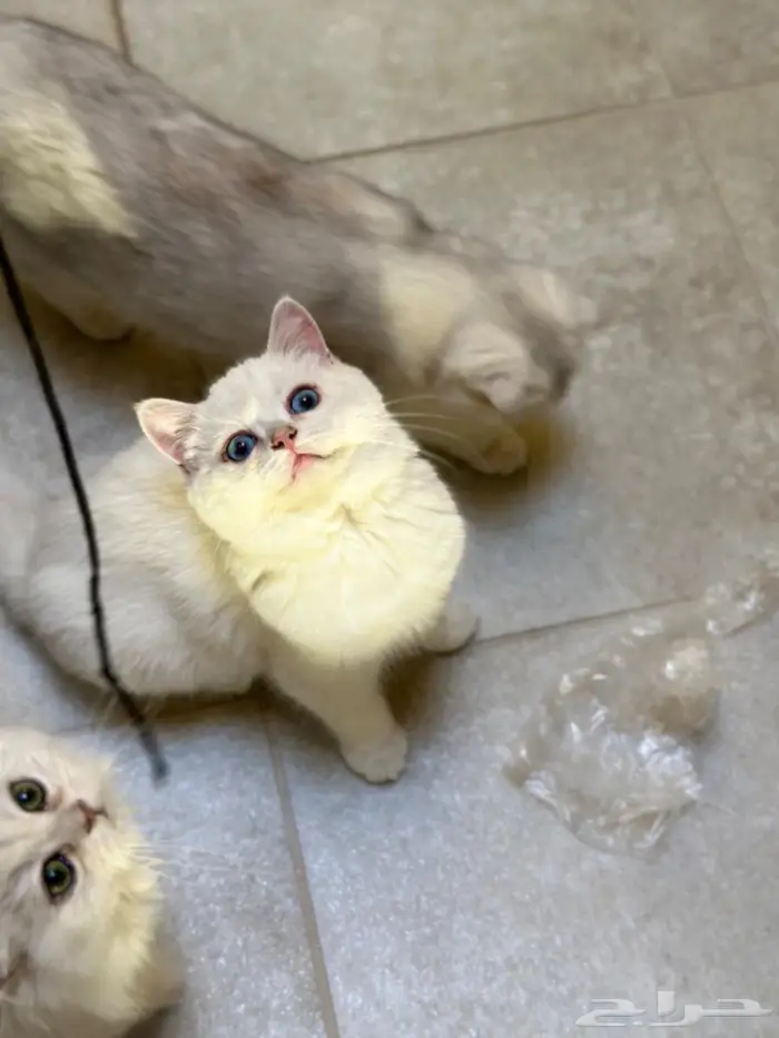 ذكور عمر سنه للبيع بأسعار ممتازه (آباء مستوردين ومسجلين) 2