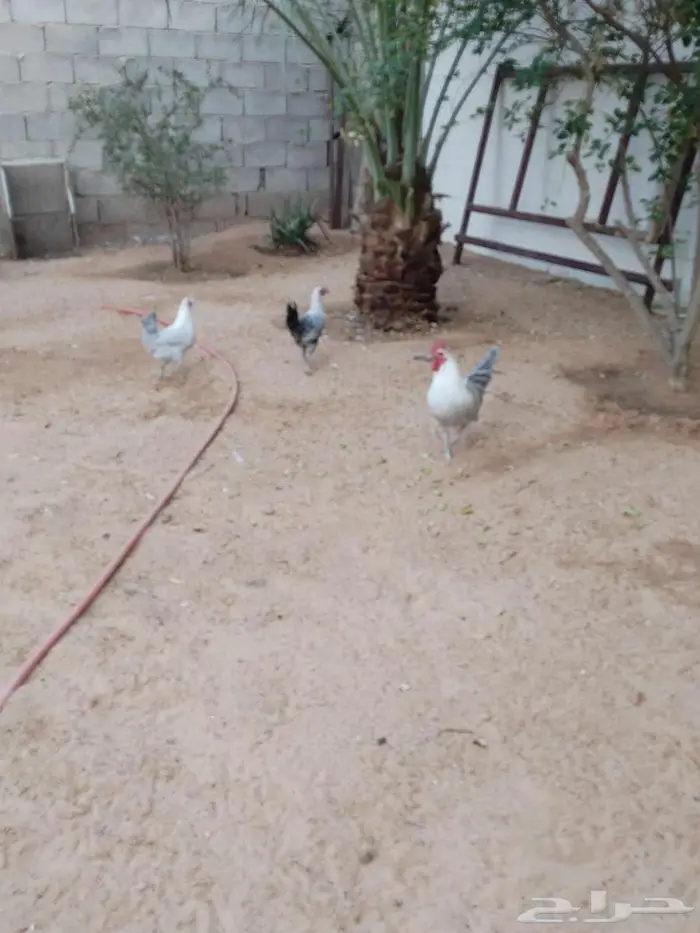 دجاج للبيع 0