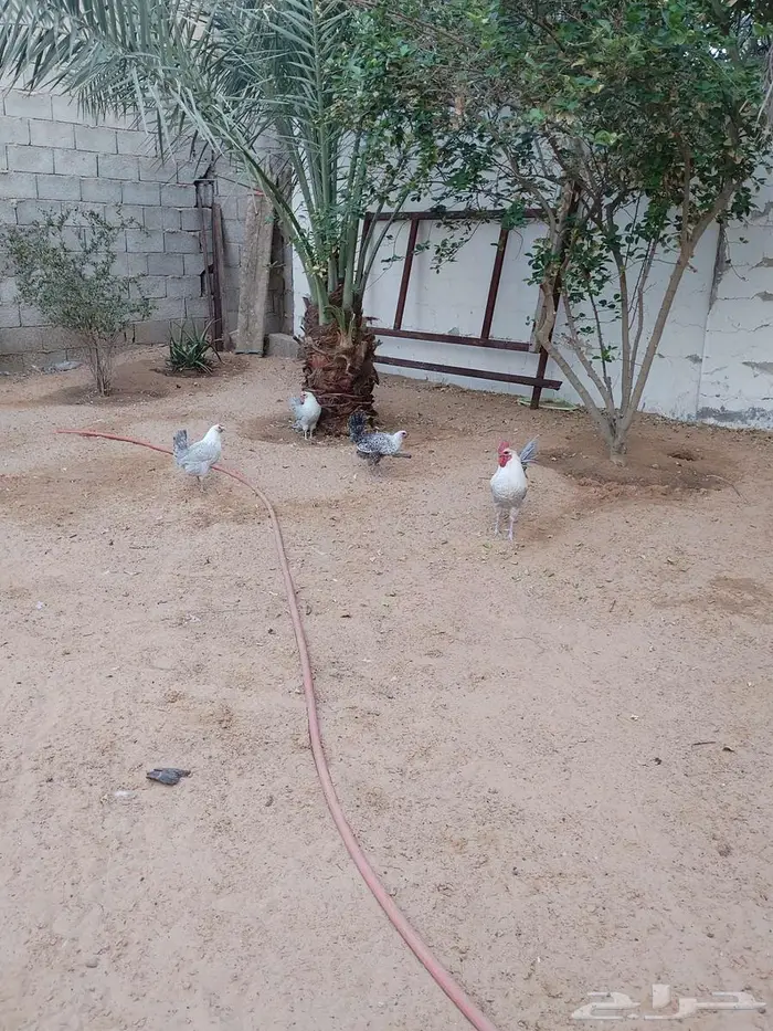 دجاج للبيع 1