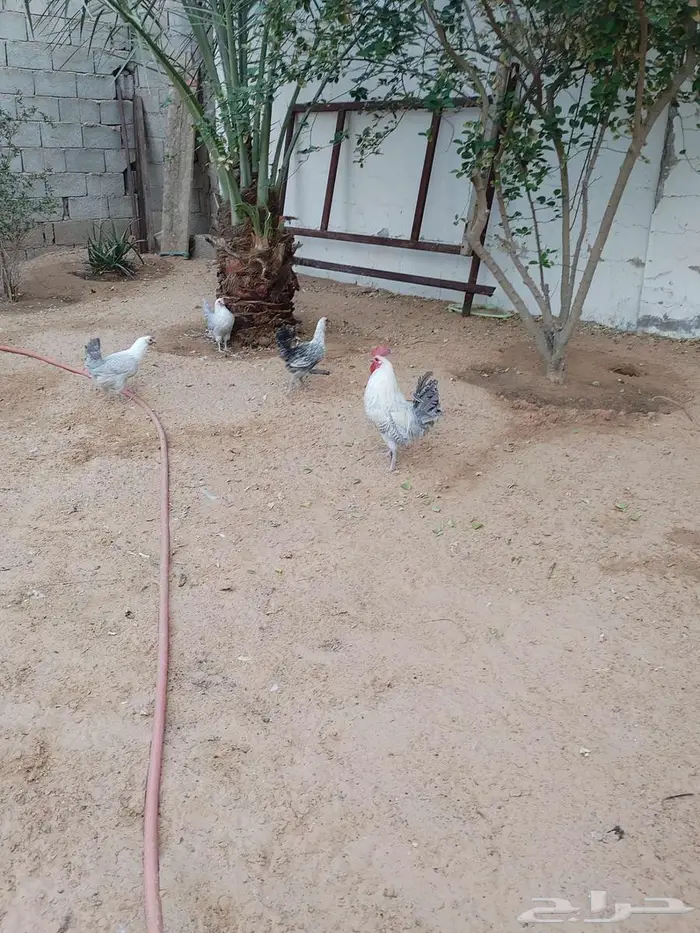 دجاج للبيع 2