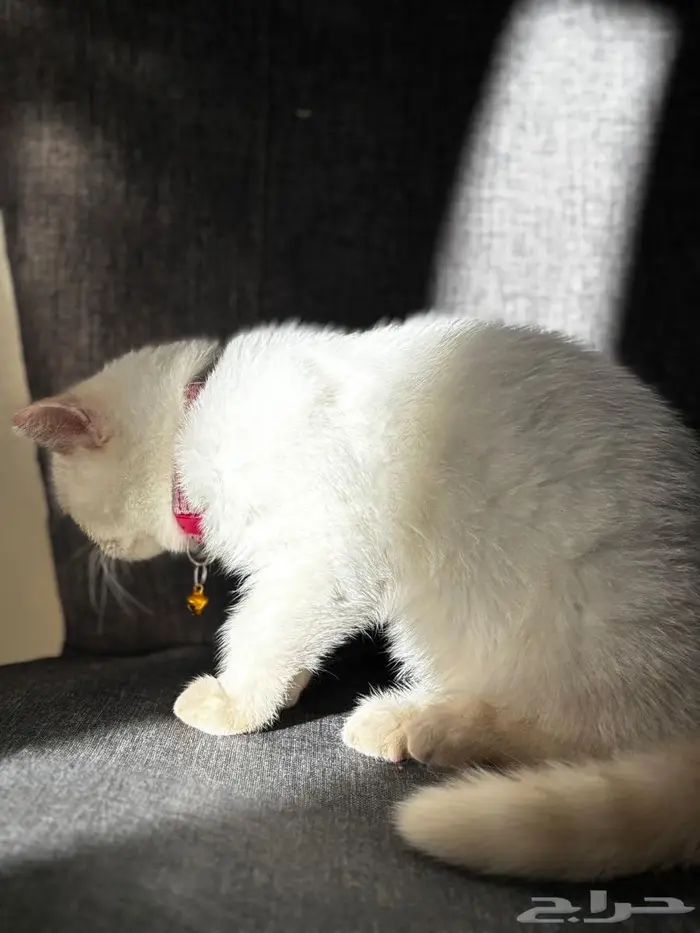 قطة مهجن هملايا وبيرشن 4شهور 0