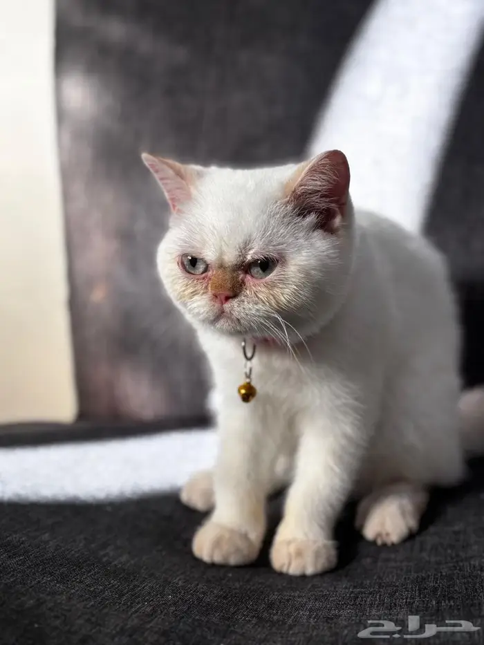 قطة مهجن هملايا وبيرشن 4شهور 3