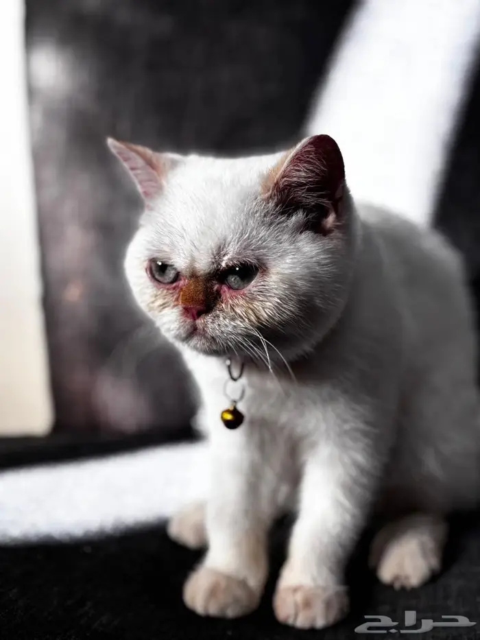 قطة مهجن هملايا وبيرشن 4شهور 4