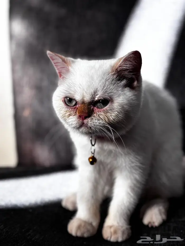 قطة مهجن هملايا وبيرشن 4شهور 1
