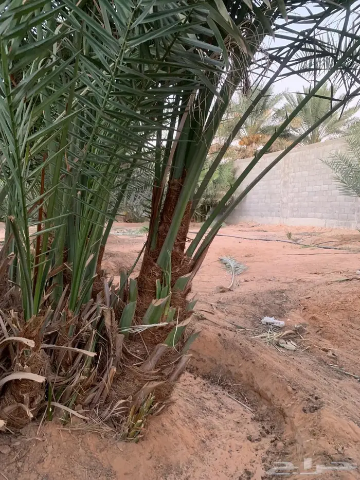 حيش شيشي اخضر 0