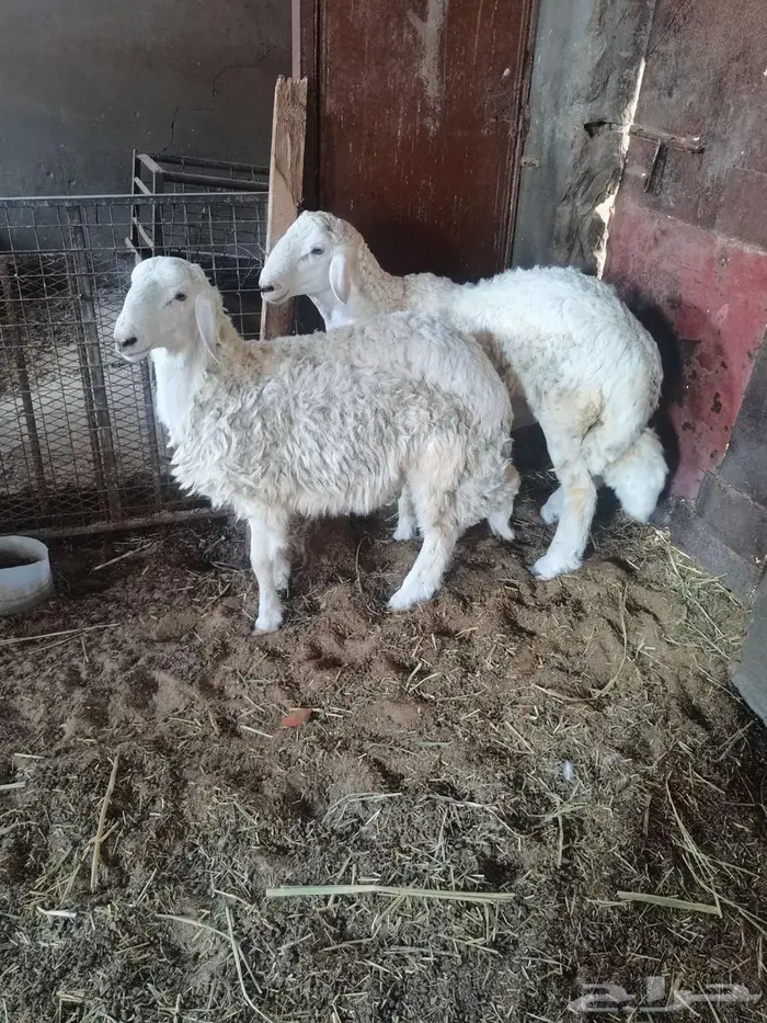 ذبايح حري جذع عدد 2 0