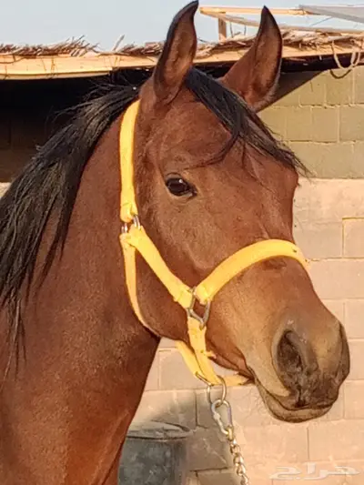 فرس واهو index