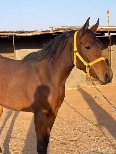 فرس واهو index