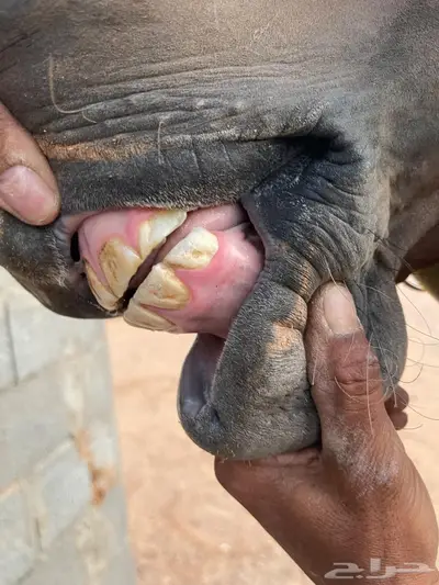 فرس واهو index