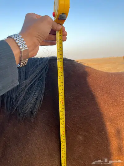 فرس واهو index