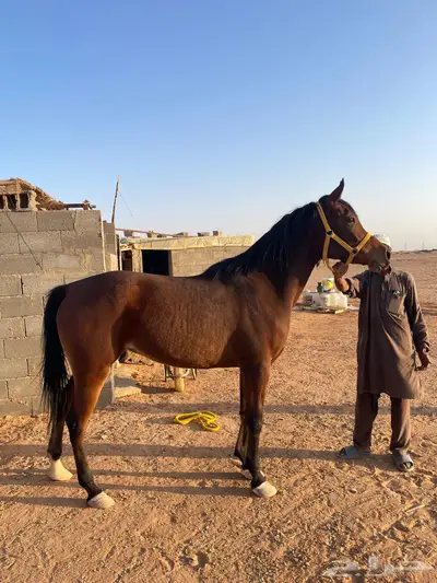 فرس واهو index