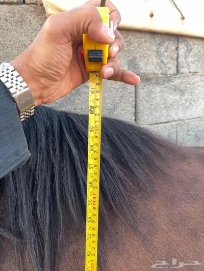 فرس واهو فاخره index