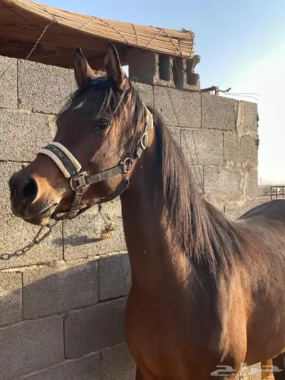 فرس واهو فاخره index