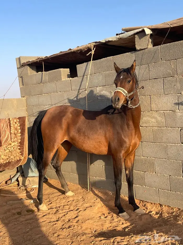 فرس واهو فاخره 4