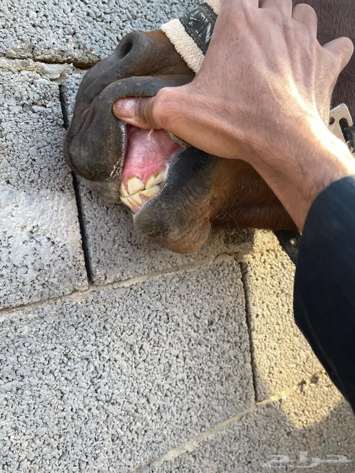 فرس واهو فاخره 7