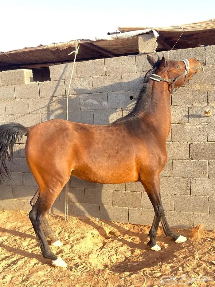 فرس واهو فاخره 2