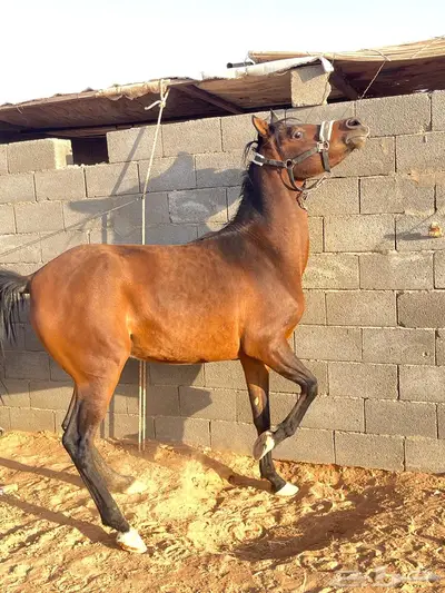 فرس واهو فاخره index